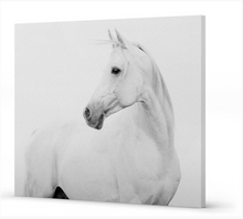 White Horse Portrait