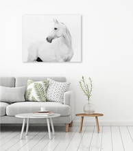 White Horse Portrait