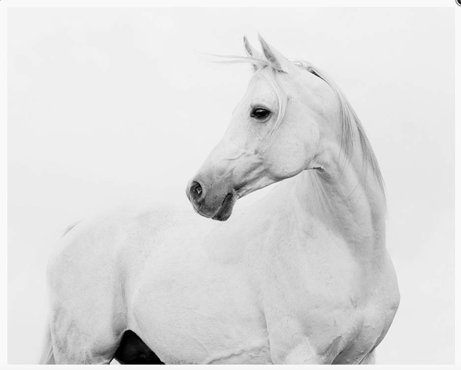 White Horse Portrait