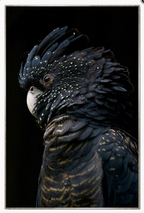 Midnight Black Cockatoo